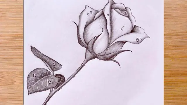 نقاشی گل طبیعی با مداد رنگی - عکس نودی