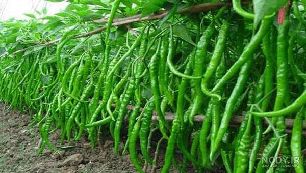 خرید و قیمت بذر فلفل سبز قلمی شیرین رقم کاین - Cayenne از غرفه ... خرید و قیمت بذر فلفل سبز قلمی شیرین رقم کاین - Cayenne از غرفه ...