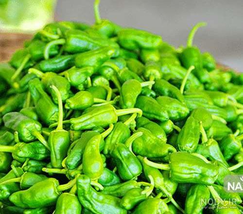 خواص فلفل سبز شیرین و عکس و عوارض انواع در بارداری و در طب سنتی و ... خواص فلفل سبز شیرین و عکس و عوارض انواع در بارداری و در طب سنتی و ...