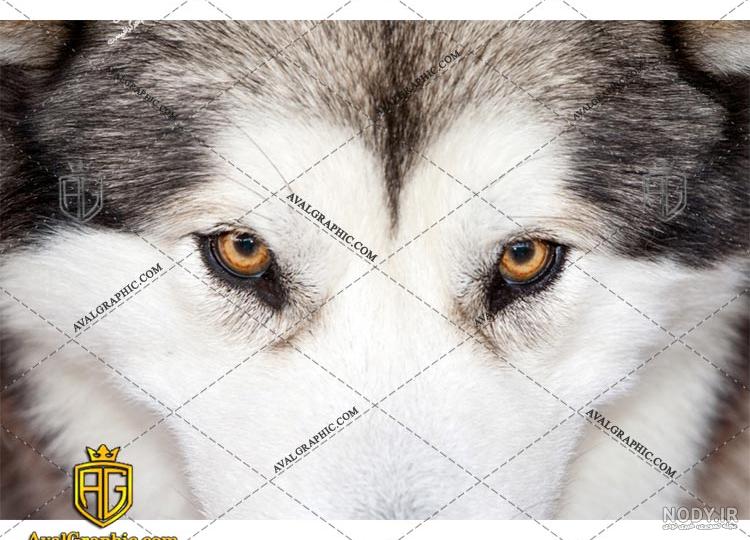 عکس گرگ آبی و قرمز عکس گرگ آبی و قرمز