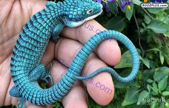 gecko عکس با کیفیت gecko و وکتور لایه باز gecko پارس استاک | شاتر ... gecko عکس با کیفیت gecko و وکتور لایه باز gecko پارس استاک | شاتر ...