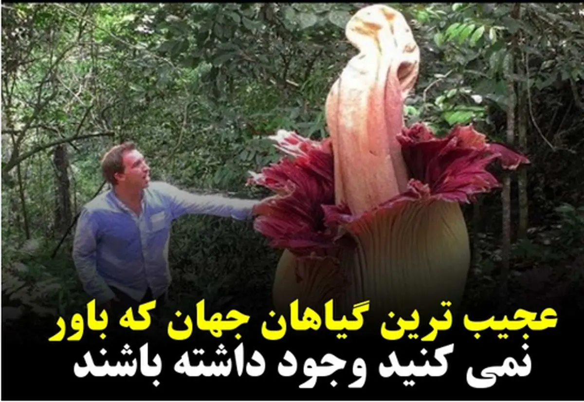 15 مورد ازگل و گیاهان زیبا ، عجیب و ترسناک ترین گیاهان دنیا | سروبان 15 مورد ازگل و گیاهان زیبا ، عجیب و ترسناک ترین گیاهان دنیا | سروبان