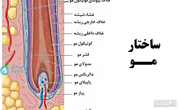 آشنایی با ساختمان مو – دکتر سعید علی بخشی آشنایی با ساختمان مو – دکتر سعید علی بخشی