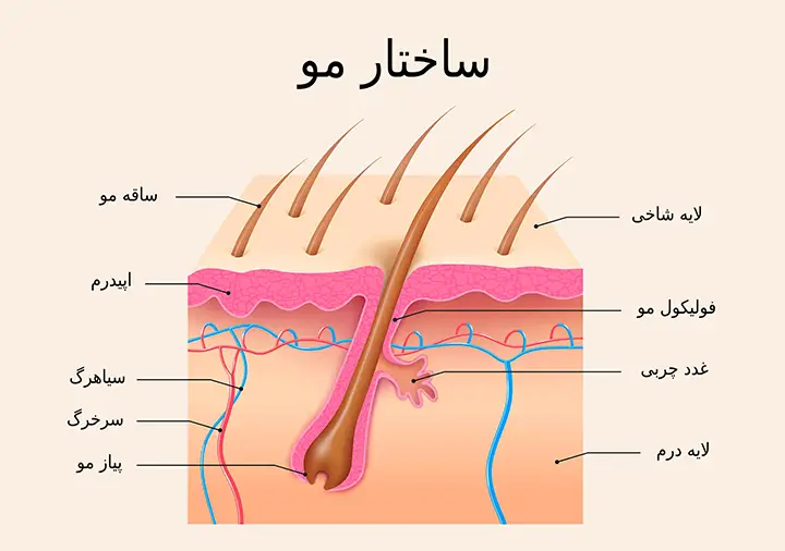 آشنایی با ساختمان مو – دکتر سعید علی بخشی آشنایی با ساختمان مو – دکتر سعید علی بخشی