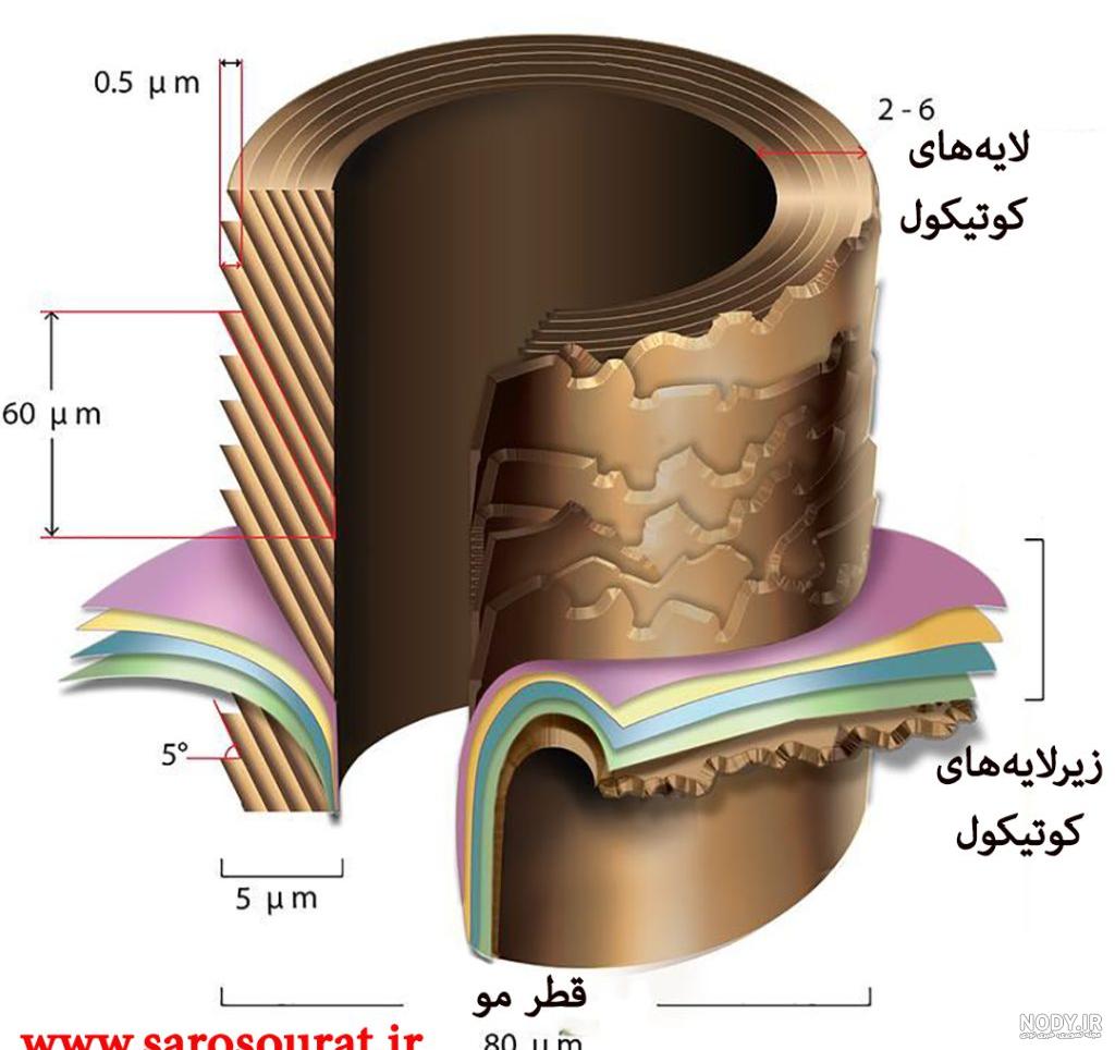 آناتومی و ساختار مو آناتومی و ساختار مو