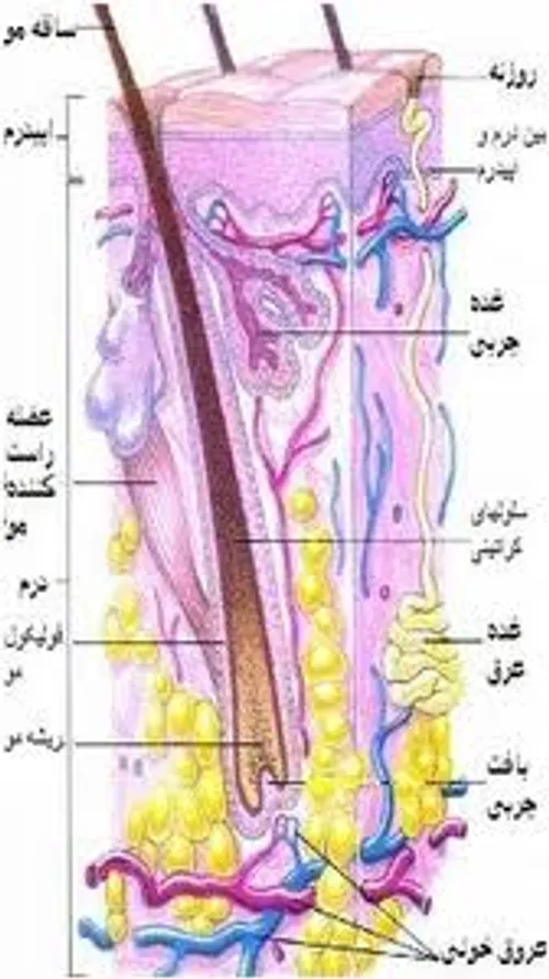 از کجا بفهمیم فولیکول مو زنده است؟ با راهکارهای تقویت - کلینیک هلیا از کجا بفهمیم فولیکول مو زنده است؟ با راهکارهای تقویت - کلینیک هلیا