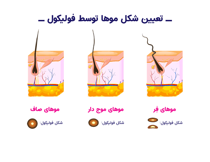 با ساختمان مو آشنا شوید! * کلینیک آمیتیس با ساختمان مو آشنا شوید! * کلینیک آمیتیس