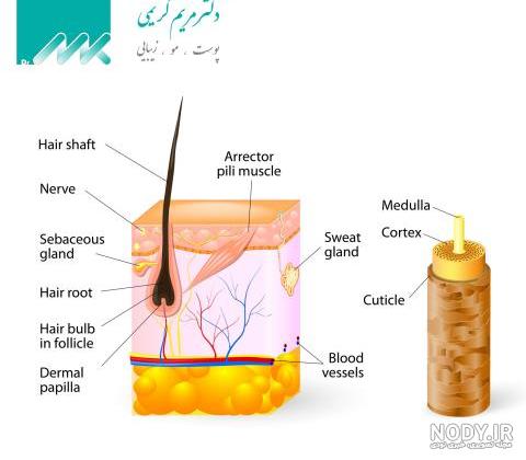 ساختار مو و آناتومی مو در بدن ساختار مو و آناتومی مو در بدن
