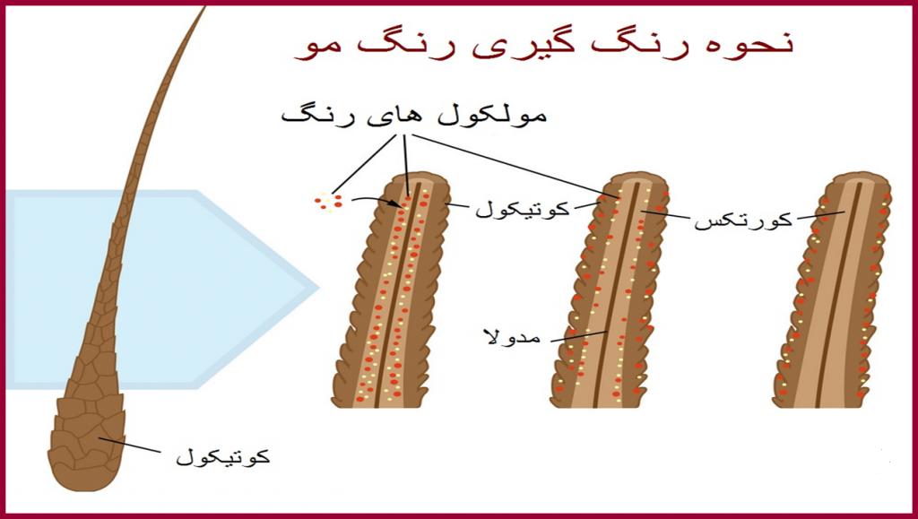 ساختمان مو - عکس ویسگون ساختمان مو - عکس ویسگون
