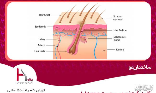 ساختمان مو چیست و چه ویژگی هایی دارد؟ - سعیده درویش زاد ساختمان مو چیست و چه ویژگی هایی دارد؟ - سعیده درویش زاد
