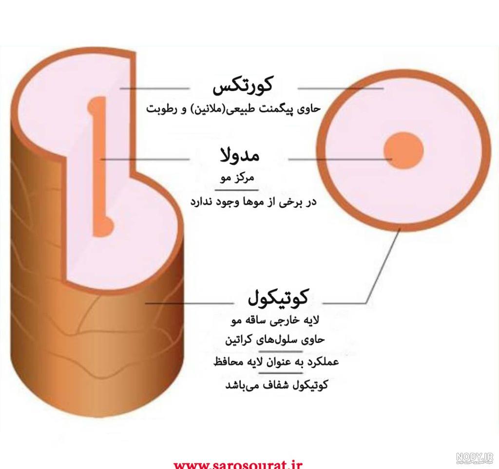 ساختمان مو چیست و چه ویژگی هایی دارد؟ - سعیده درویش زاد ساختمان مو چیست و چه ویژگی هایی دارد؟ - سعیده درویش زاد