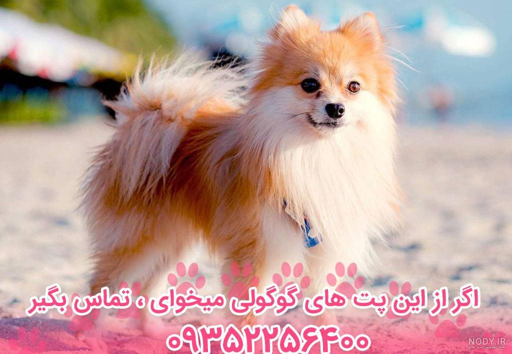 سگ پامرانین[خرسی، روباهی و فنجونی+قیمت خرید و فروش] - پت98