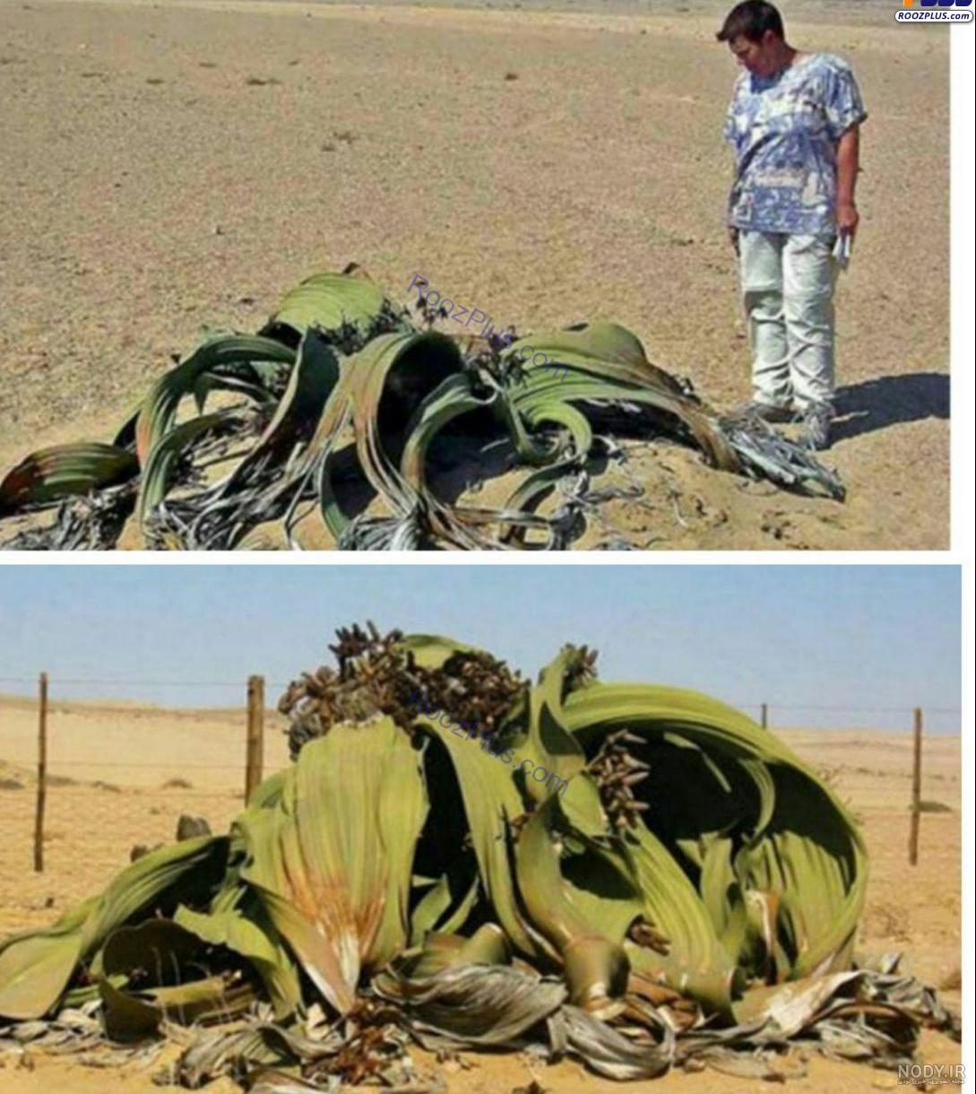 عجیب ترین گیاهان دنیا | 15 گل و گیاهان عجیب، ترسناک و خطرناک روی زمین عجیب ترین گیاهان دنیا | 15 گل و گیاهان عجیب، ترسناک و خطرناک روی زمین