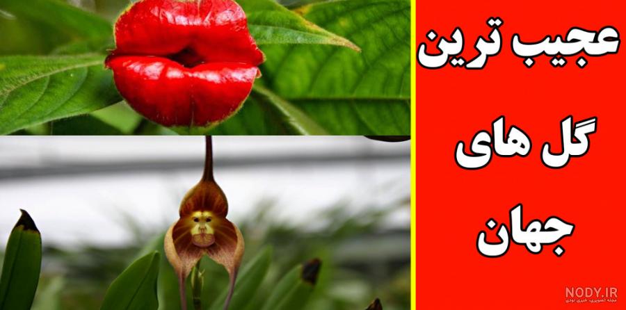 🌵عجیبترین و ترسناکترین گیاهان دنیا - کاکتوسکده 🌵عجیبترین و ترسناکترین گیاهان دنیا - کاکتوسکده