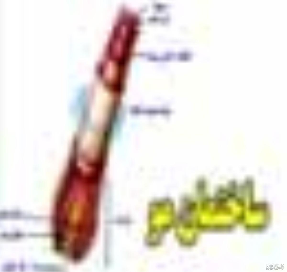 عکس ساختمان بدن مورچه عکس ساختمان بدن مورچه