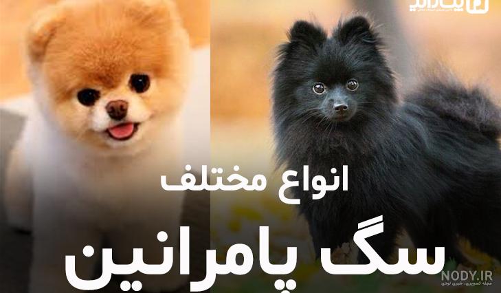 عکس سگ روباهی - عکس نودی عکس سگ روباهی - عکس نودی