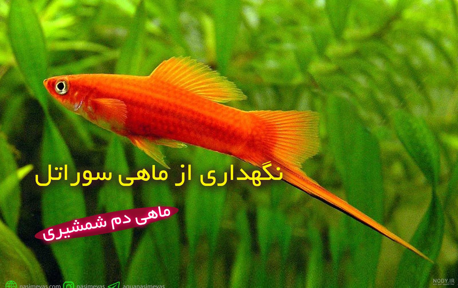 عکس شاه ماهی - عکس نودی عکس شاه ماهی - عکس نودی