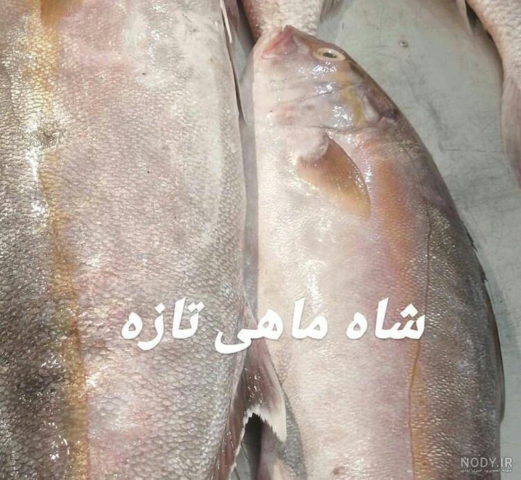 عکس شاه ماهی قرمز عکس شاه ماهی قرمز
