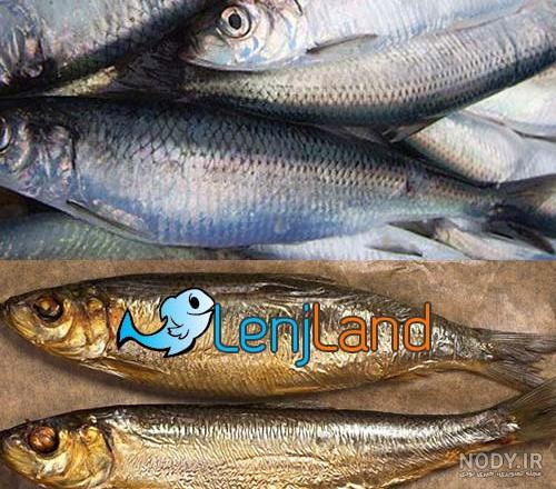 عکس) صید بزرگترین ماهی قرمز جهان عکس) صید بزرگترین ماهی قرمز جهان
