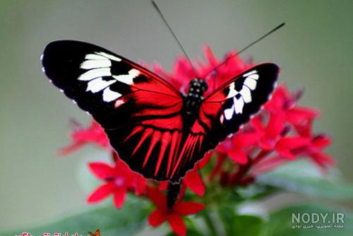 عکس پروفایل زیبا پروانه
