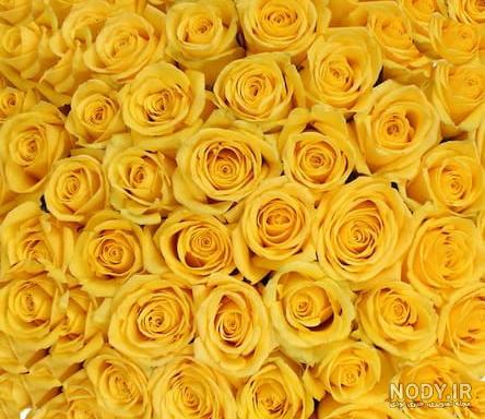 عکس گل رز زرد