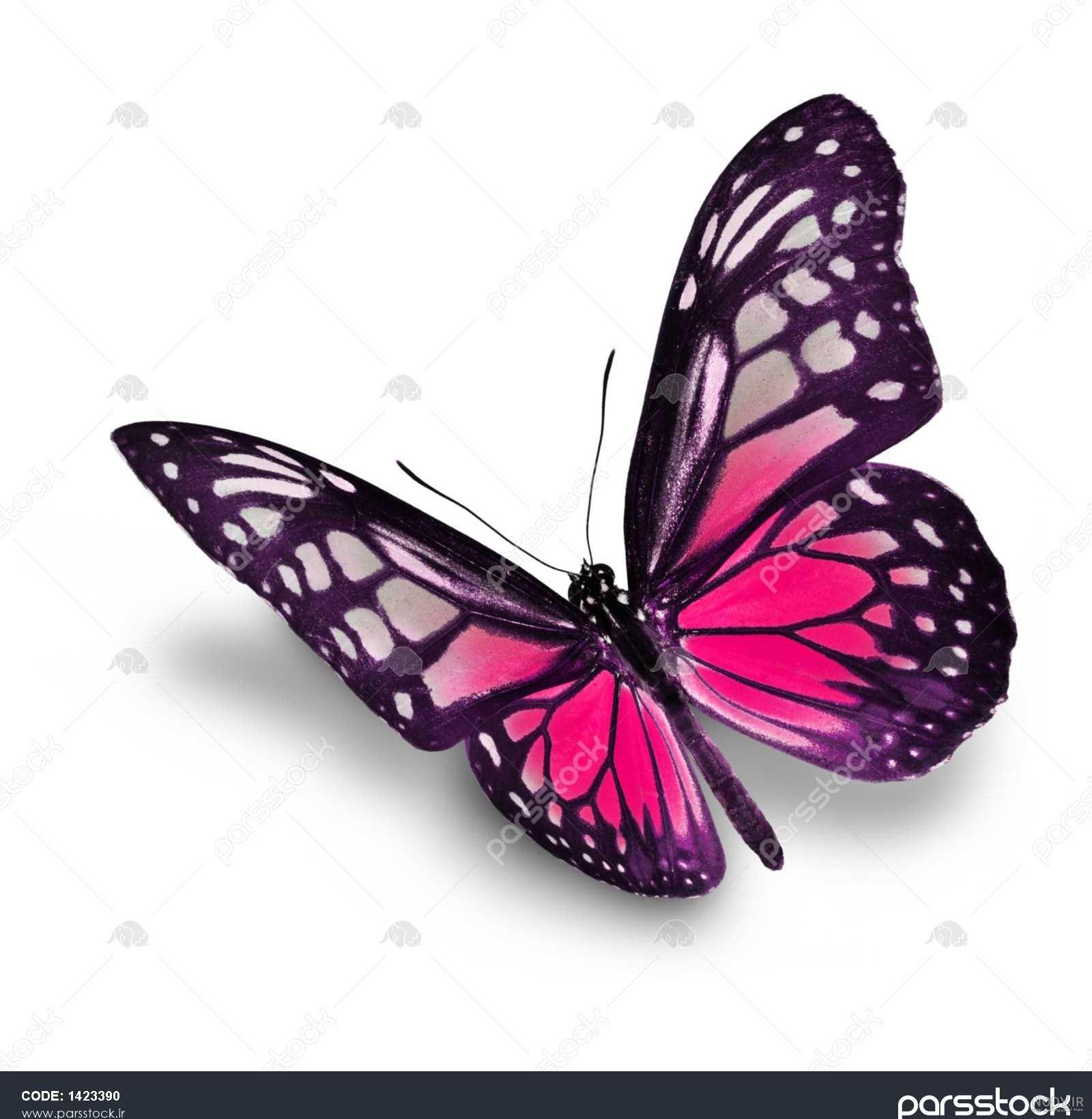 عکس یک پروانه خوشگل