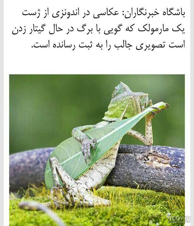 مارمولک نوازنده شهرت جهانی پیدا کرد+عکس مارمولک نوازنده شهرت جهانی پیدا کرد+عکس