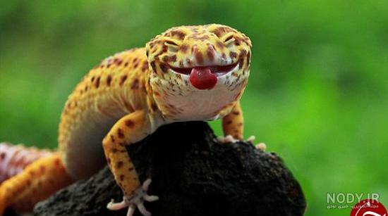 مدل سه بعدی مارمولک Common Wall Lizard - مغزابزار مدل سه بعدی مارمولک Common Wall Lizard - مغزابزار