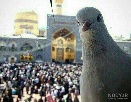 مشرق نیوز - عکس روز از حرم امام رضا (ع)
