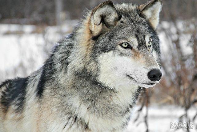 عکس گرگ🐺دانلود بهترین عکسهای گرگ وحشی با کیفیت 4k