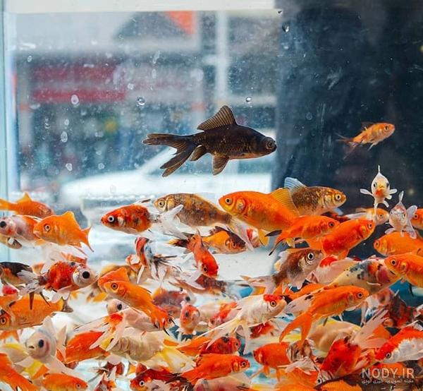 46 حقیقت جالب در مورد ماهی قرمز یا گلدفیش Gold Fish 46 حقیقت جالب در مورد ماهی قرمز یا گلدفیش Gold Fish