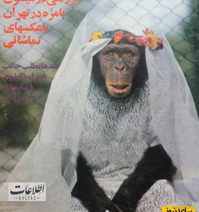 عروسی دو میمون عروسی دو میمون