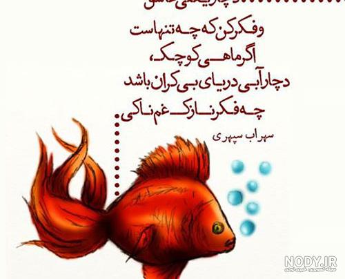 عکس از ماهی قرمز عکس از ماهی قرمز
