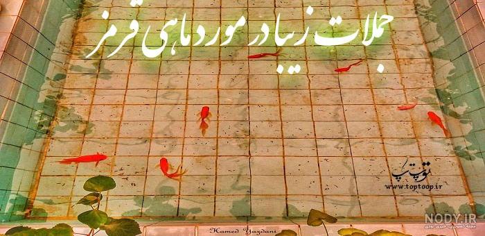 عکس ماهی شاخ گل Flower Horn کیوت و بامزه با بهترین کیفیت عکس ماهی شاخ گل Flower Horn کیوت و بامزه با بهترین کیفیت