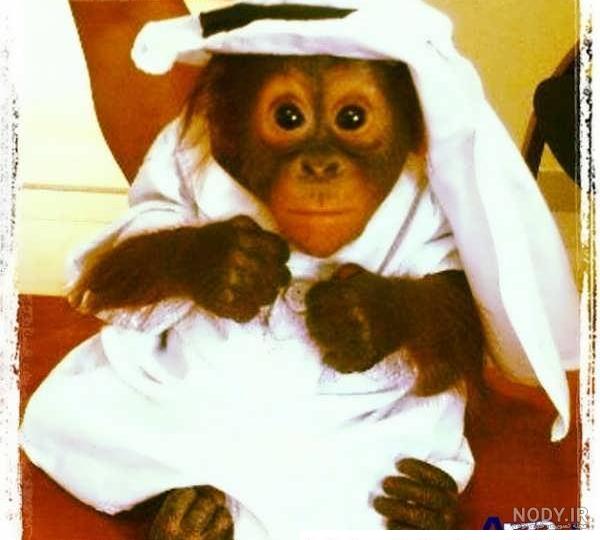عکس میمون ارایش کرده عکس میمون ارایش کرده