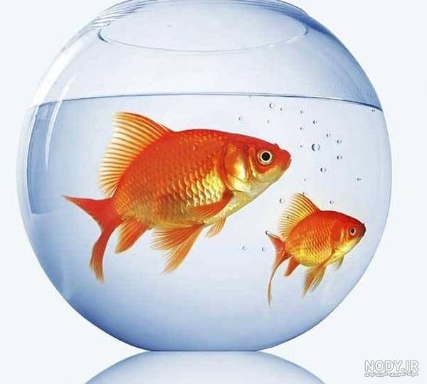 فرارو | (تصاویر) ماهی قرمزِ عید فرارو | (تصاویر) ماهی قرمزِ عید