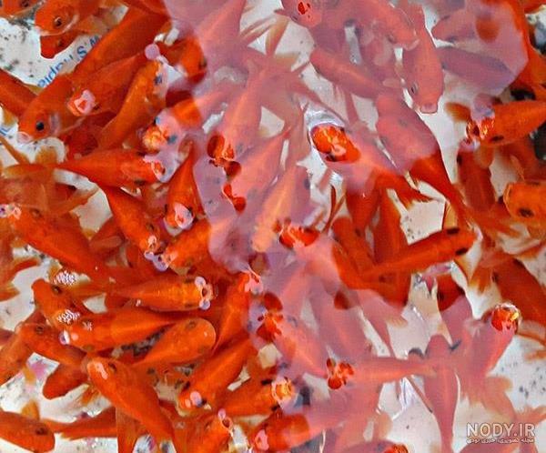ماهی قرمز عید نوروز (عکس) ماهی قرمز عید نوروز (عکس)