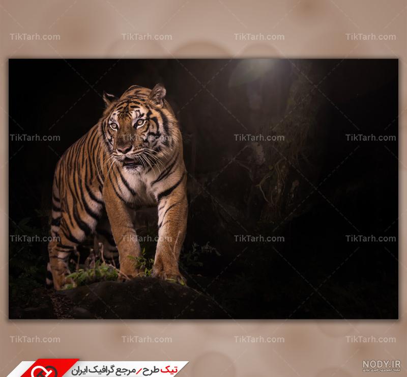 مشرق نیوز - عکس/ تعقیب و گریز پرنده توسط گله ببرها مشرق نیوز - عکس/ تعقیب و گریز پرنده توسط گله ببرها
