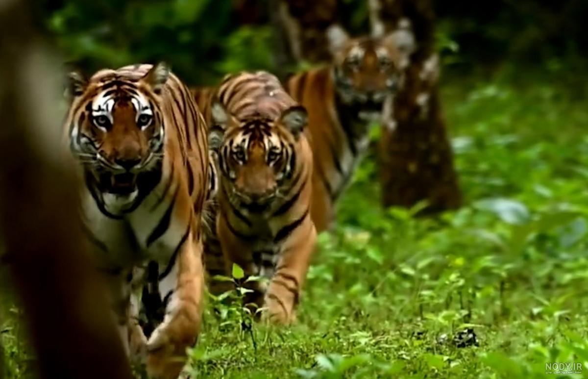پوستر و عکس ببر بنگال tiger wallpaper پوستر و عکس ببر بنگال tiger wallpaper