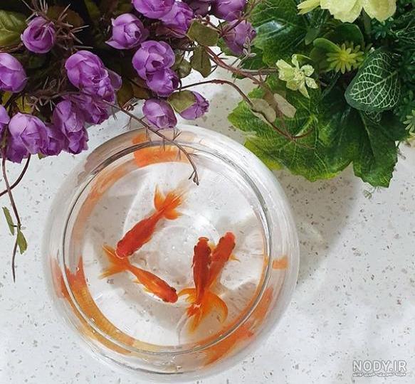 ۲۰ عکس ماهی قرمز عید برای پروفایل و تبریک نوروز - ستاره ۲۰ عکس ماهی قرمز عید برای پروفایل و تبریک نوروز - ستاره