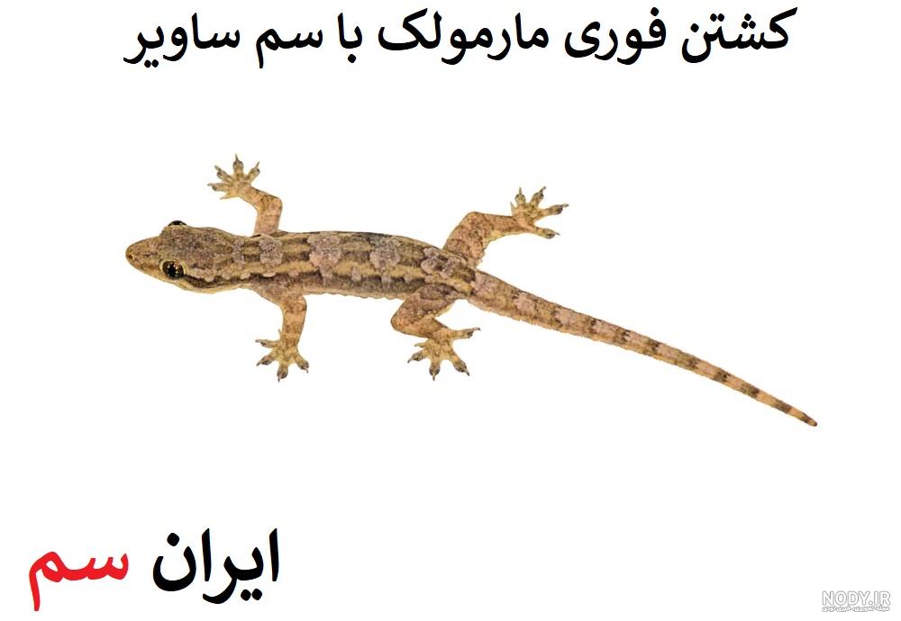 انواع مارمولک ها-@ITPetnet انواع مارمولک ها-@ITPetnet