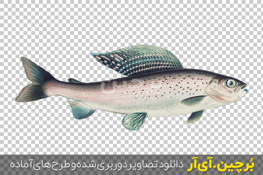 انواع ماهی خوراکی به همراه تصویر | ماهی فروش