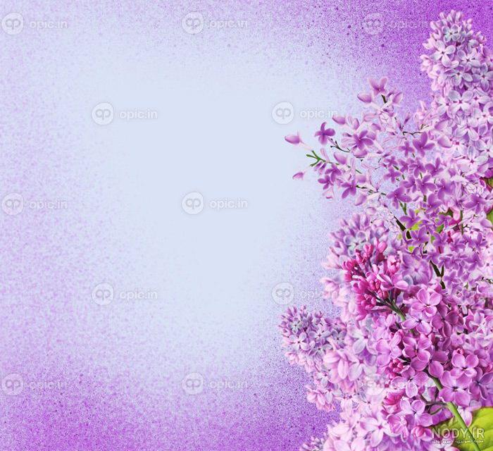تابلو منظره گل یاس بنفش (B-981)