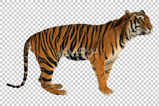 دانلود 20 تصویر PNG پوششی انتزاعی از جلوه و افکت های نوری کهکشانی برای  فتوشاپ 2988 - پی اس دی فا