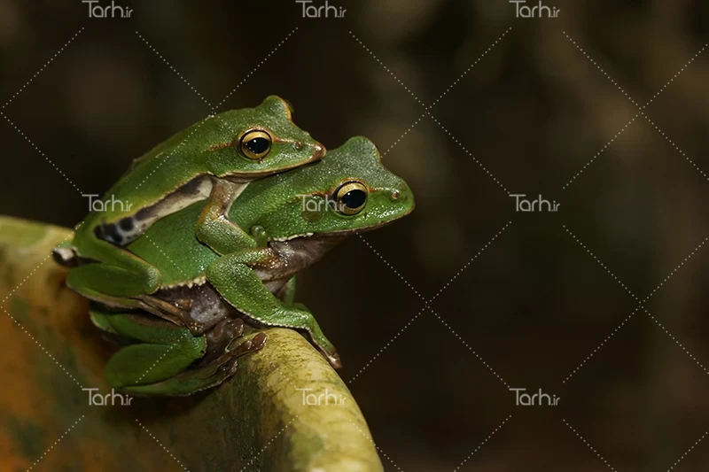 عکس بچه قورباغه