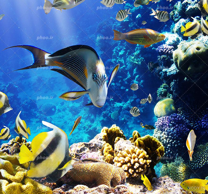 عکس های ماهی دیسکس