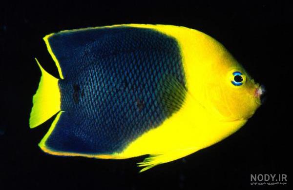 عکس ماهی🐟دانلود 20 عکس ماهی زیبا با کیفیت بالا
