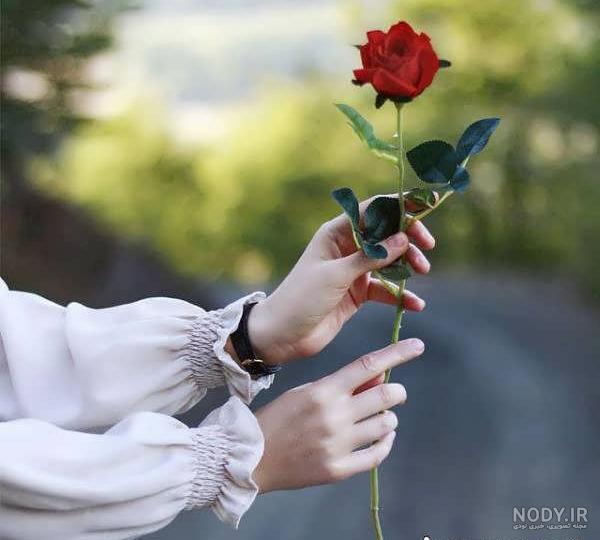 عکس پروفایل رز صورتی شیک و با کیفیت عکس پروفایل رز صورتی شیک و با کیفیت
