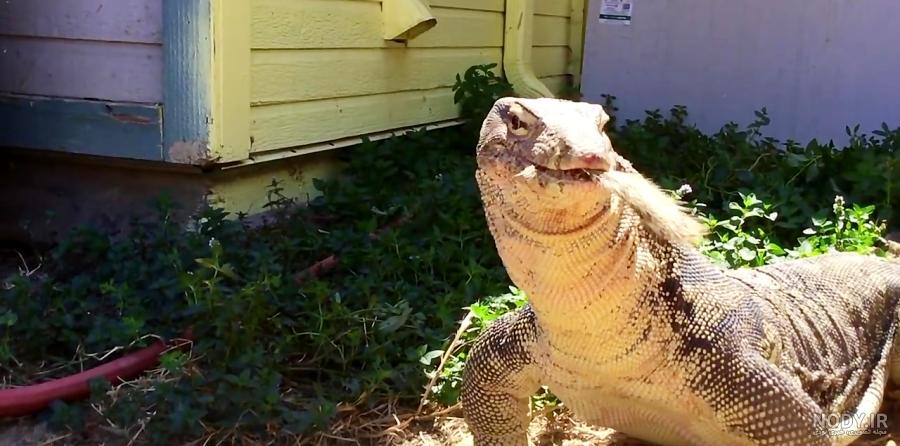 مارمولک و روش های دفع آن از خانه | مارمولک - Lizard | میهن سم مارمولک و روش های دفع آن از خانه | مارمولک - Lizard | میهن سم