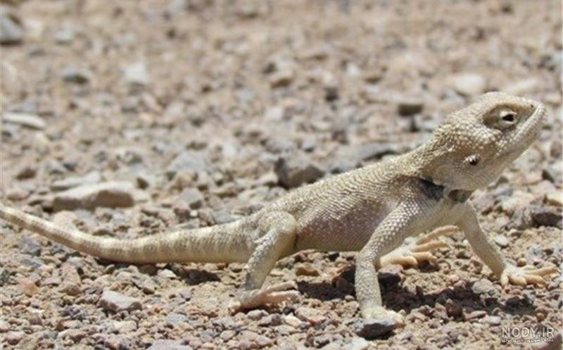مارمولک و روش های دفع آن از خانه | مارمولک - Lizard | میهن سم مارمولک و روش های دفع آن از خانه | مارمولک - Lizard | میهن سم